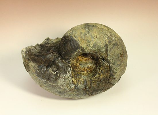 直径21cm 厚12.5cmの分厚い、北海道産アンモナイト(Ammonite)(その8)