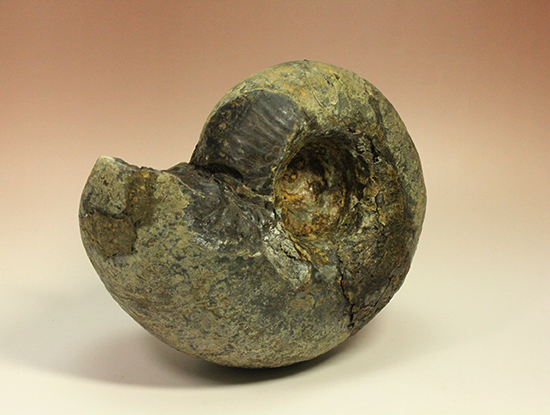 直径21cm　厚12.5cmの分厚い、北海道産アンモナイト(Ammonite)（その9）