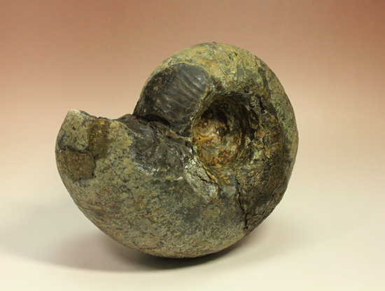 直径21cm 厚12.5cmの分厚い、北海道産アンモナイト(Ammonite)(その9)