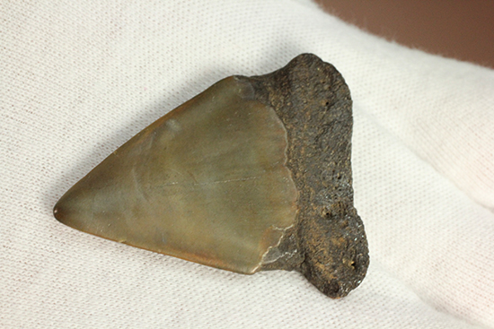 最速のサメ、青い弾丸ことイスルス（アオザメの仲間）の歯化石（その11）