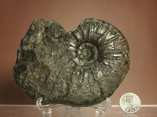 白亜紀の淡路島南淡町産アンモナイトパキディスカス(Pachydiscus)(その14)