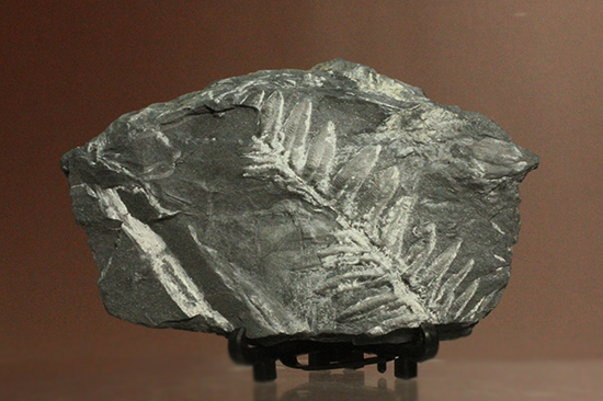 石炭紀ペンシルバニア州産シダ植物化石（その1）