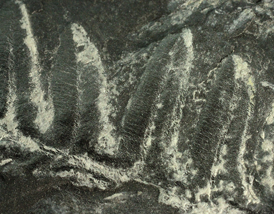 石炭紀ペンシルバニア州産シダ植物化石　古生代石炭紀
