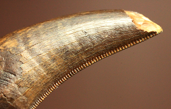 鳥肌の立つインナーセレーション！ティラノサウルス・レックスの幼体の歯化石（その12）