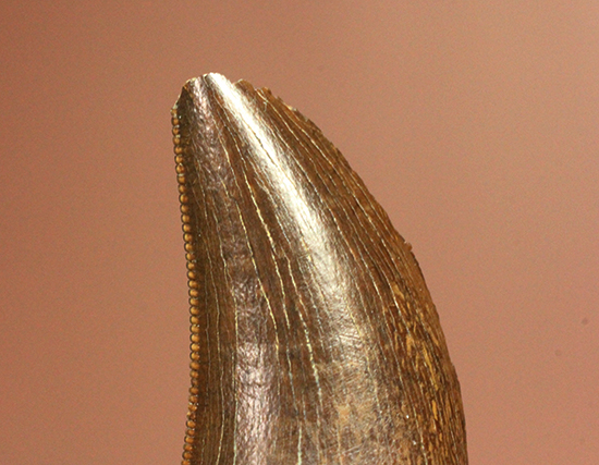 鳥肌の立つインナーセレーション！ティラノサウルス・レックスの幼体の歯化石（その2）