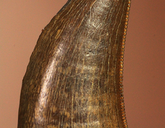 鳥肌の立つインナーセレーション！ティラノサウルス・レックスの幼体の歯化石（その5）