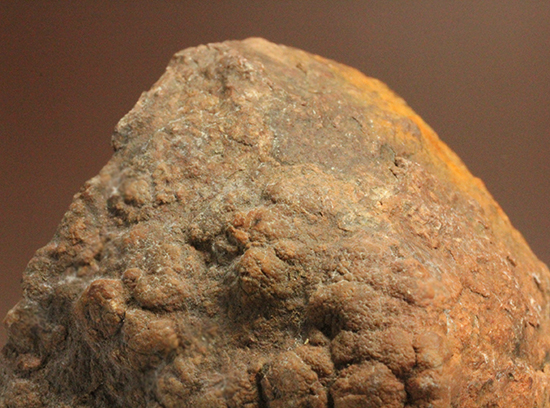 サプライズプレゼントにも！恐竜のウンチ化石コプロライト(Coprolite)（その1）