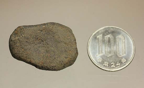 1978年12月にメキシコに落下したヌエヴォ・メルキュリオ隕石（溶融表皮の状態抜群）（その15）