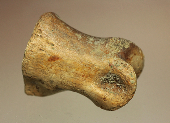 珍しいティラノサウルス科幼体の足指の化石