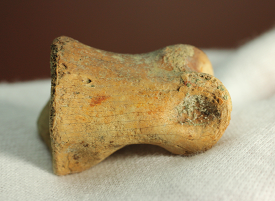 保存状態完璧！珍しいティラノサウルス科幼体の足指の化石（その12）