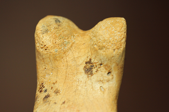 保存状態完璧！珍しいティラノサウルス科幼体の足指の化石（その14）
