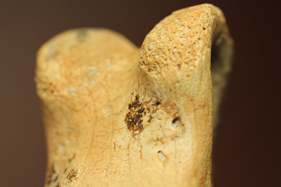 保存状態完璧！珍しいティラノサウルス科幼体の足指の化石（その15）