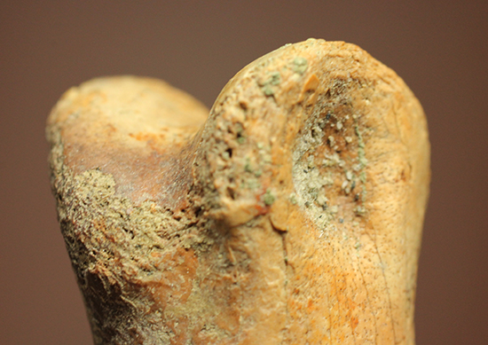 保存状態完璧！珍しいティラノサウルス科幼体の足指の化石（その17）