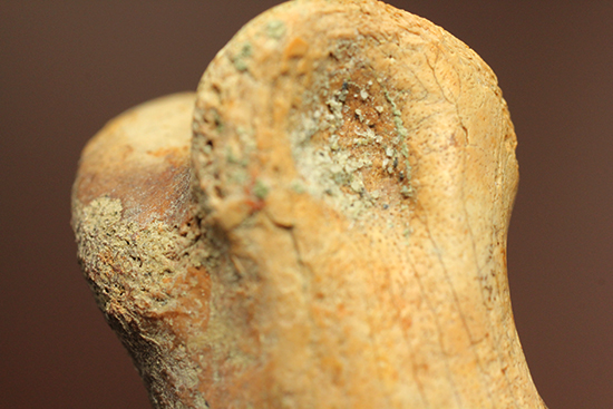 保存状態完璧！珍しいティラノサウルス科幼体の足指の化石（その18）
