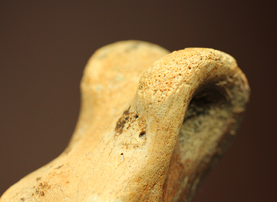 保存状態完璧！珍しいティラノサウルス科幼体の足指の化石（その2）