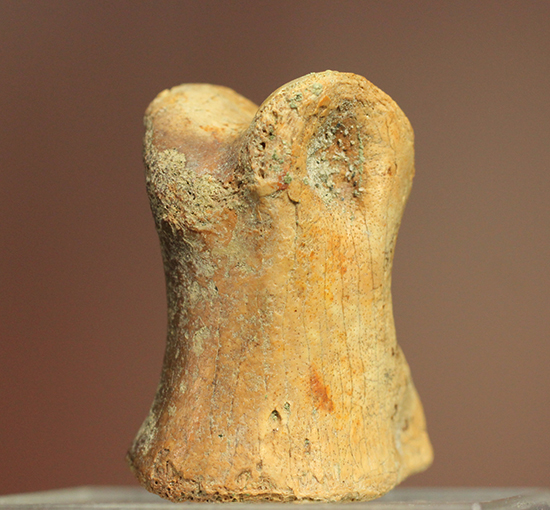 保存状態完璧！珍しいティラノサウルス科幼体の足指の化石（その6）