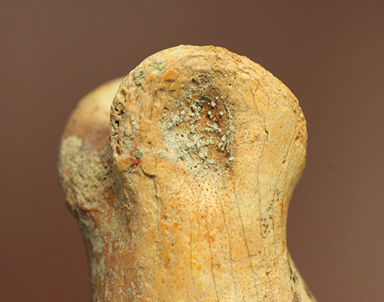 保存状態完璧！珍しいティラノサウルス科幼体の足指の化石（その8）