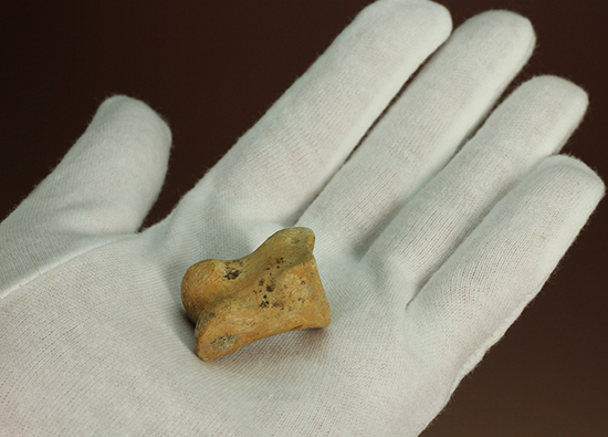 保存状態完璧！珍しいティラノサウルス科幼体の足指の化石（その9）