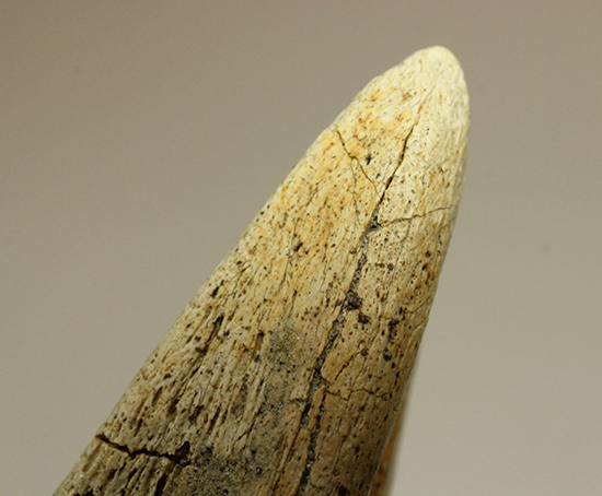 上質品！頭突き恐竜パキケファロサウルスの足の爪化石（その17）