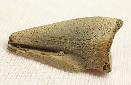 ダチョウ恐竜ことストルティオミムス後肢の爪化石（その10）