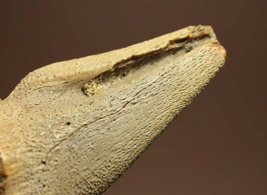ダチョウ恐竜ことストルティオミムス後肢の爪化石