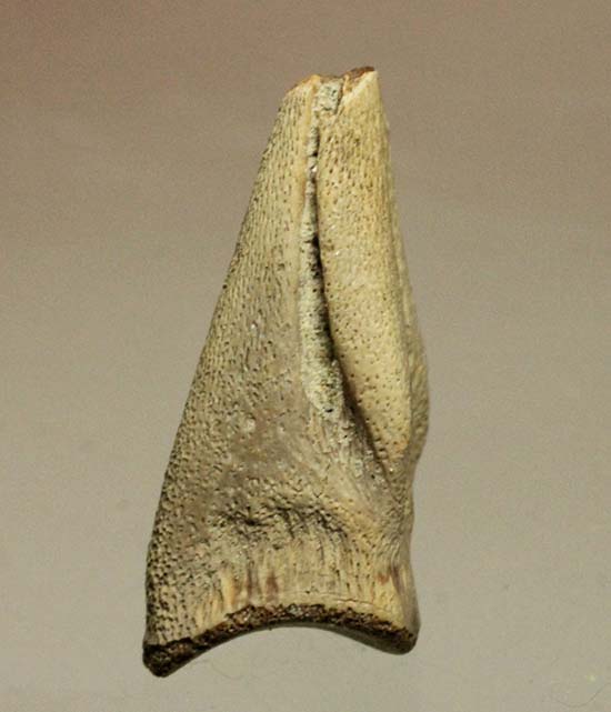 ダチョウ恐竜ことストルティオミムス後肢の爪化石（その9）