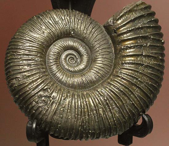 黄鉄鉱化アンモナイト(Pyrite Ammonite)