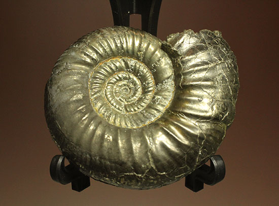 黄鉄鉱化アンモナイト(イングランド産・Poculisphinctes)(その1)