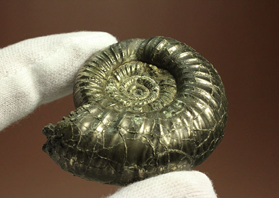 黄鉄鉱化アンモナイト(イングランド産・Poculisphinctes)(その10)