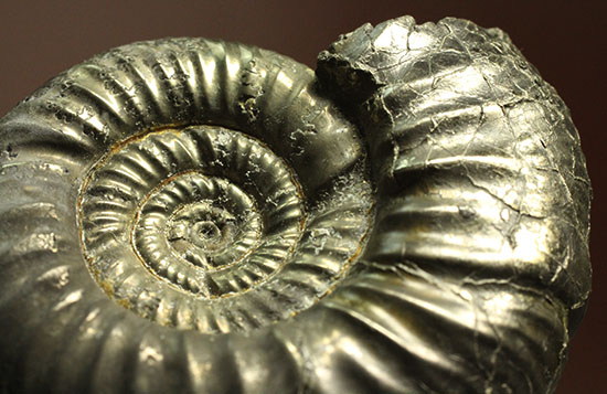 黄鉄鉱化アンモナイト(イングランド産・Poculisphinctes)(その11)