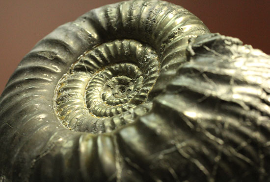 黄鉄鉱化アンモナイト(イングランド産・Poculisphinctes)(その12)