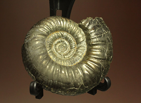 黄鉄鉱化アンモナイト(イングランド産・Poculisphinctes)(その13)