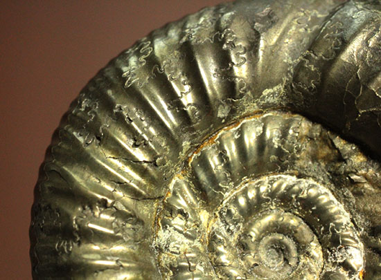 黄鉄鉱化アンモナイト(イングランド産・Poculisphinctes)(その14)