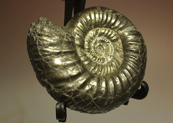 黄鉄鉱化アンモナイト(イングランド産・Poculisphinctes)(その17)