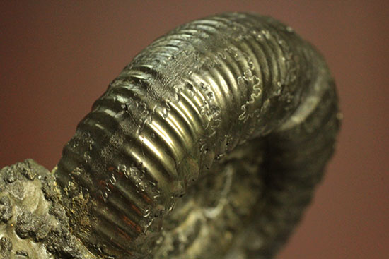 黄鉄鉱化アンモナイト(イングランド産・Poculisphinctes)(その18)