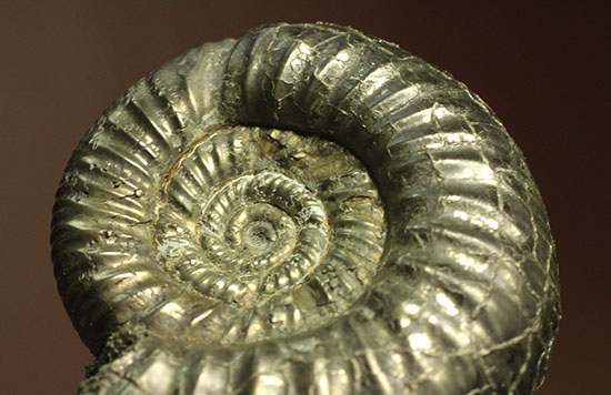 黄鉄鉱化アンモナイト(イングランド産・Poculisphinctes)(その19)