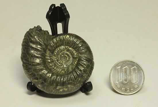 黄鉄鉱化アンモナイト(イングランド産・Poculisphinctes)(その20)
