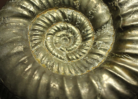 黄鉄鉱化アンモナイト(イングランド産・Poculisphinctes)(その3)