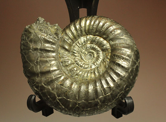 黄鉄鉱化アンモナイト(イングランド産・Poculisphinctes)(その4)