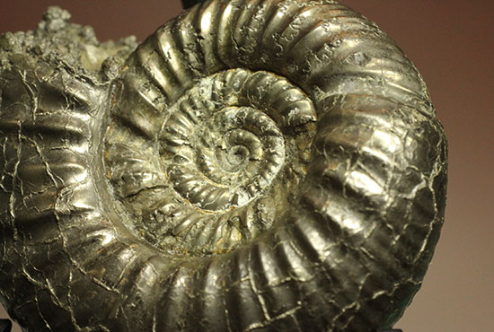 黄鉄鉱化アンモナイト(イングランド産・Poculisphinctes)(その5)