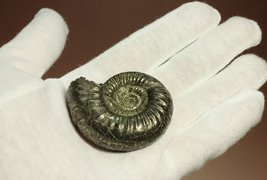 黄鉄鉱化アンモナイト(イングランド産・Poculisphinctes)(その6)