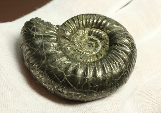 黄鉄鉱化アンモナイト(イングランド産・Poculisphinctes)(その7)