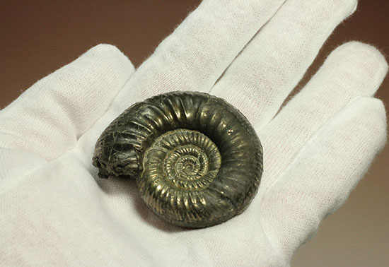 黄鉄鉱化アンモナイト(イングランド産・Poculisphinctes)（その8）