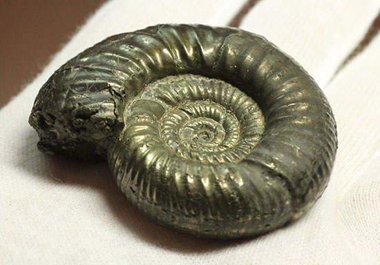 黄鉄鉱化アンモナイト(イングランド産・Poculisphinctes)(その9)