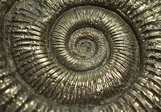 パイライトアンモナイト(Pyrite Ammonite)