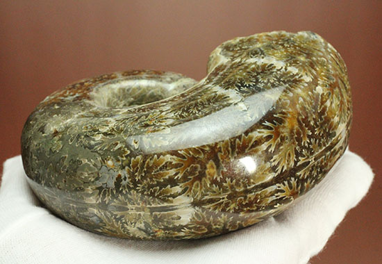 パーフェクトな縫合線模様が魅力、1億2000万年前の地層で採集された、マダガスカル産リトセラス(その13)