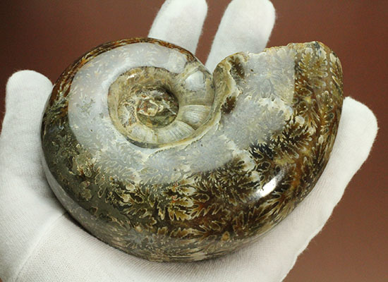 パーフェクトな縫合線模様が魅力、1億2000万年前の地層で採集された、マダガスカル産リトセラス(その14)