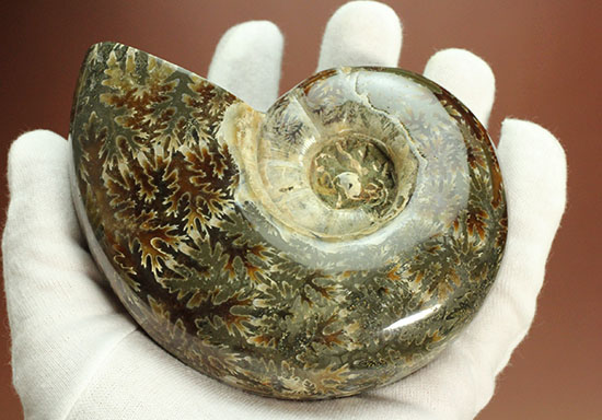 パーフェクトな縫合線模様が魅力、1億2000万年前の地層で採集された、マダガスカル産リトセラス(その15)