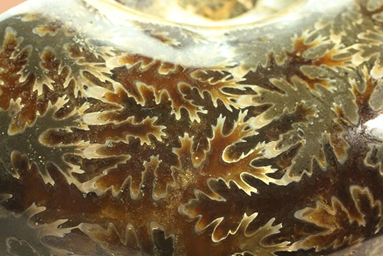 パーフェクトな縫合線模様が魅力、1億2000万年前の地層で採集された、マダガスカル産リトセラス(その19)