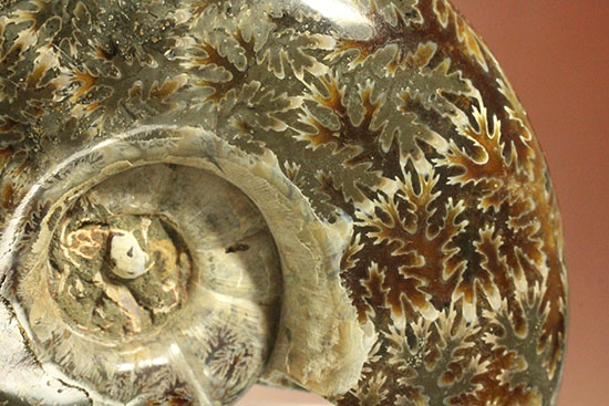 パーフェクトな縫合線模様が魅力、1億2000万年前の地層で採集された、マダガスカル産リトセラス(その3)